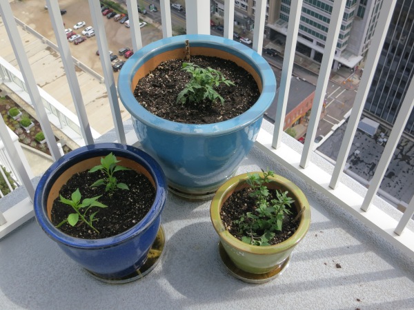 Tomato, hot peppers, and mint